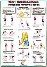 Triceps / Forearm Muscles Chart