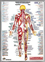 Major Posterior Muscles Chart