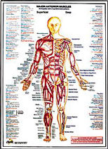 Major Anterior Muscles Chart