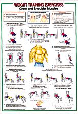 Chest / Shoulder Muscles Chart