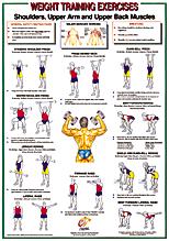 Shoulders-Upper Arm/Back Muscles Chart
