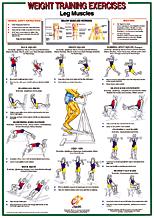 Leg Muscles Chart [PCB-FIT7]